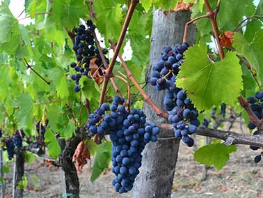 Private wine tours in Tuscany