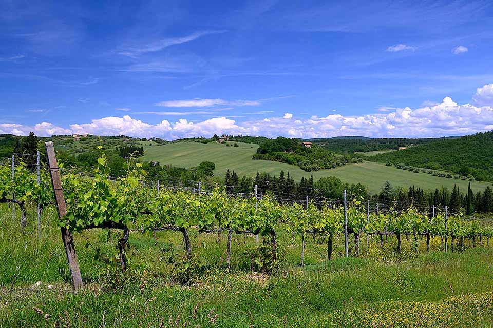 Discover the 5 Most Iconic Wine Roads in Italy Discover the 5 Most Iconic Wine Roads in Italy