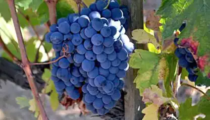 Brunello the Big Red Wine Tour - shared Wine Tour