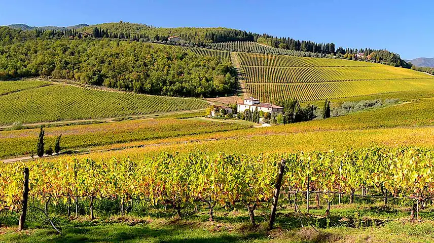 Man and woman among the rows of vines in Tuscany listen to a winemaker who explains to them the characteristics of the grapes