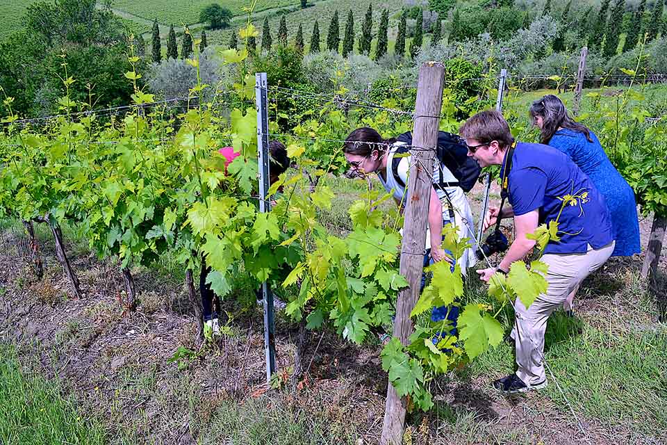 3-Days Private Wine Holiday in Tuscany     - private_package     Wine Tour
