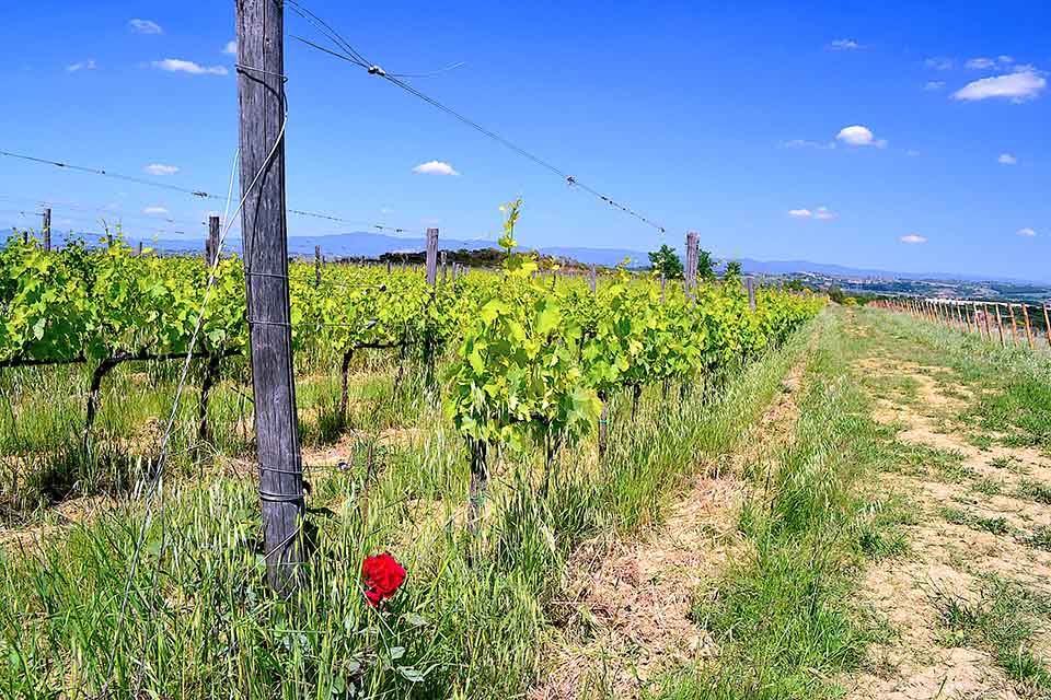 Vineyard in Montepulciano Vineyard in Montepulciano