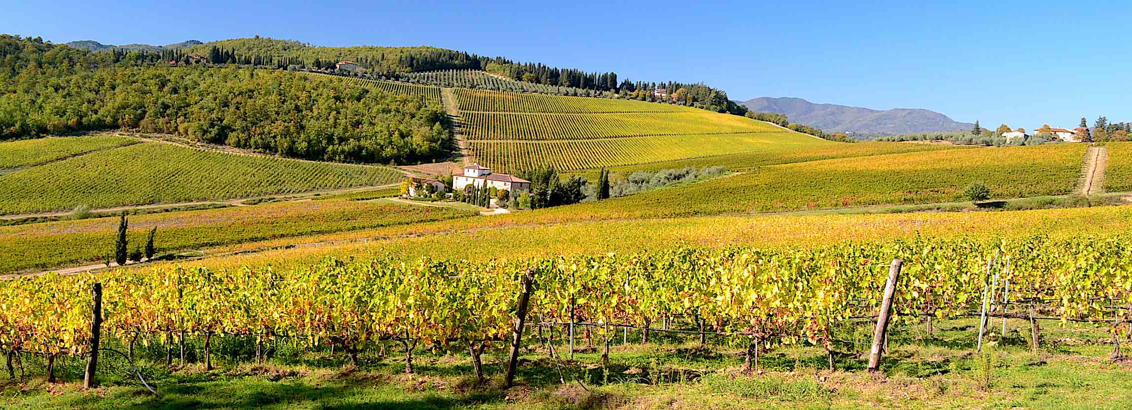 Three women strolling through the vineyards during a wine holiday in Tuscany Three women strolling through the vineyards during a wine holiday in Tuscany