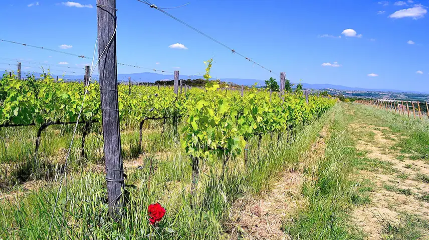 View of the Medieval square in Montepulciano