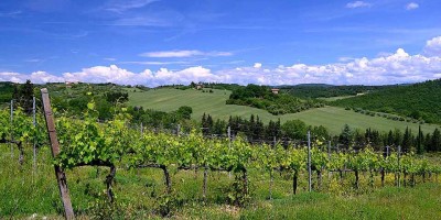Discover the 5 Most Iconic Wine Roads in Italy Discover the 5 Most Iconic Wine Roads in Italy