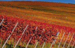 Vineyard with foliage in the Langhe region.