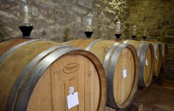 Cellar in chianti