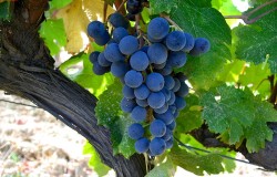 Grape tour in Chianti