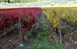 Vineyard in Chianti off Florence 