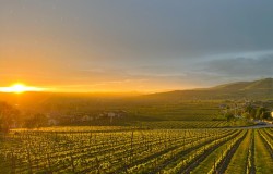 Vineyard in Soave countryside
