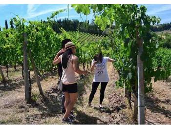 San Gimignano Wine Tasting Tour - private  Wine Tour